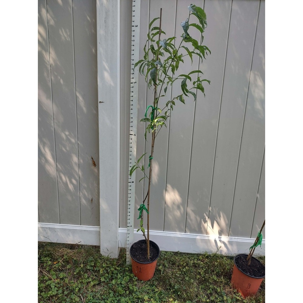 Elberta Peach Tree Saplings Fruit Tree 5'5" 65 In. Tall for Planting Plant - Picture 2 of 4